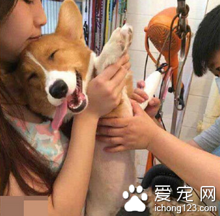 不要嘛人家怕痒 汪星人太可爱了