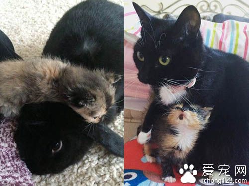 原本成为孤儿的花猫 现在得到兔妈妈与猫姐姐的爱