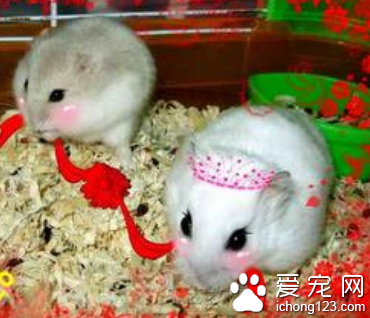 难道这是喜结连理