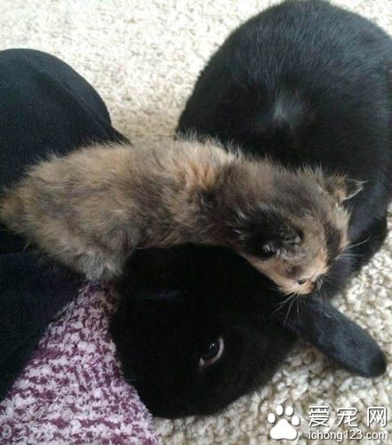 原本成为孤儿的花猫 现在得到兔妈妈与猫姐姐的爱