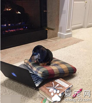 一线城市精英白领 汪星人混的不错啊