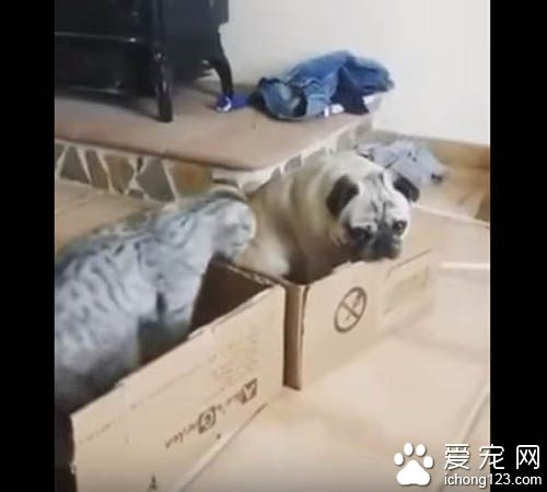 猫咪霸道不愿与巴哥分享纸箱