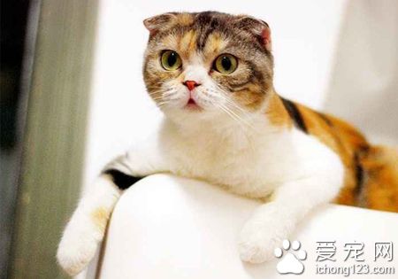 小猫不吃东西怎么办 找对根源对症下药