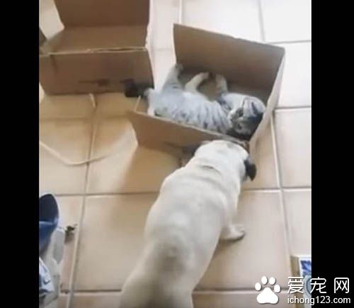 猫咪霸道不愿与巴哥分享纸箱