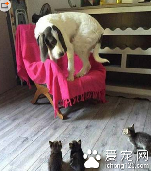 谁来救救我，我被围攻了