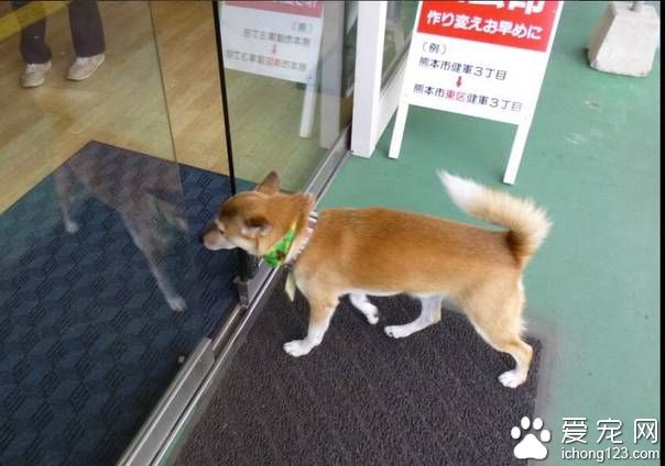 这条看门狗会帮你开门 因为它有狗狗专用自动门
