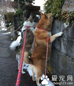 你们是在偷看小花么