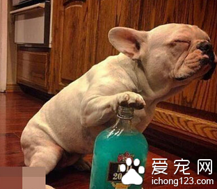 汪星人这表情也是没谁了