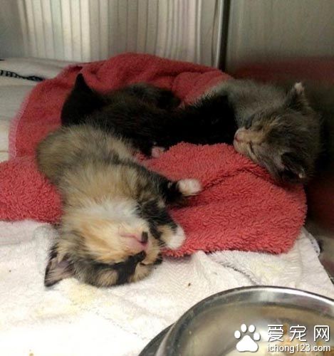 原本成为孤儿的花猫 现在得到兔妈妈与猫姐姐的爱