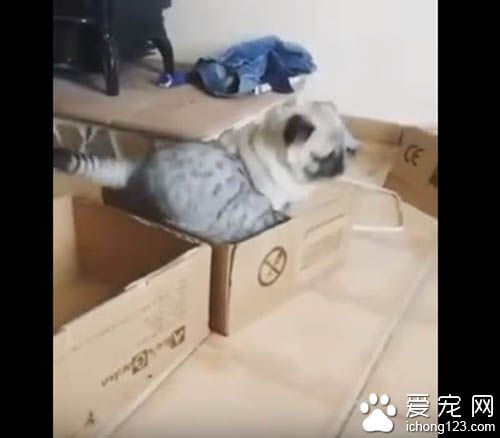 猫咪霸道不愿与巴哥分享纸箱