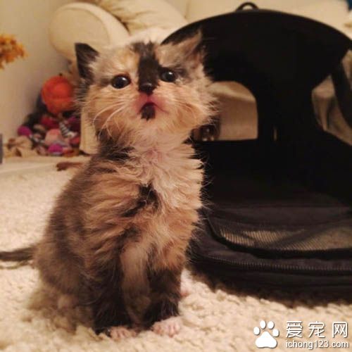 原本成为孤儿的花猫 现在得到兔妈妈与猫姐姐的爱