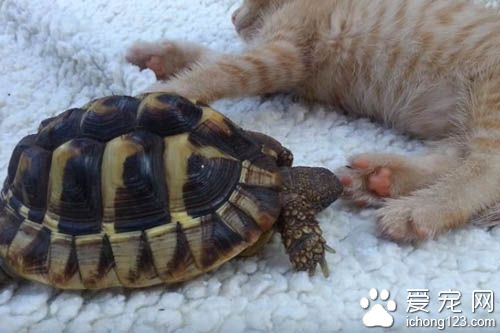 猫咪肉球魅力无限大 连乌龟也难挡猫肉球的魅力