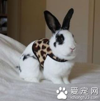 原来兔子也适合豹纹