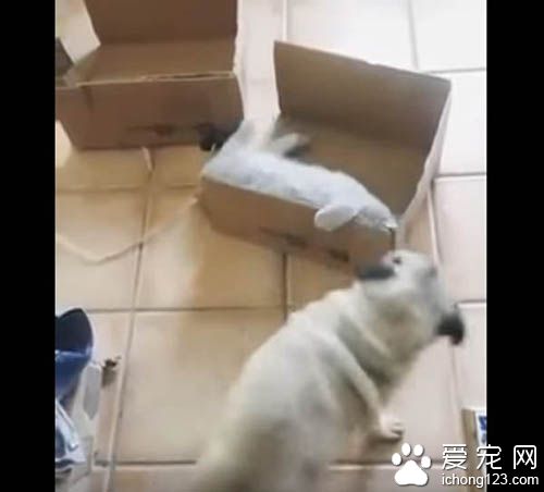 猫咪霸道不愿与巴哥分享纸箱