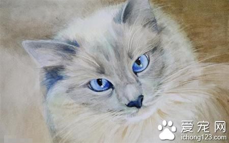 怎么教小猫用猫砂 4步骤教会猫咪用猫砂