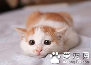 小猫吐黄水怎么办 呕吐是常见的疾病之一