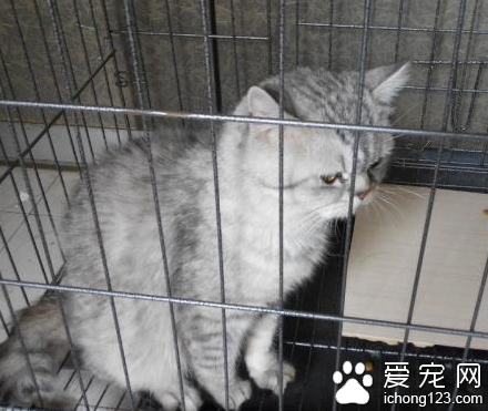 猫咪托运多少钱 托运方式不同价格不同