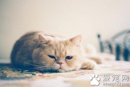 小猫不拉屎怎么办 注意饮食的调理改善