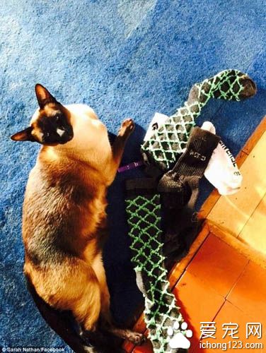 猫对人类的内衣裤和袜子有着偏执的喜好 变态的收藏