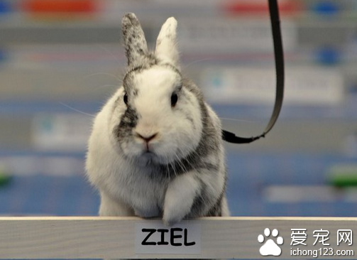 兔子比赛