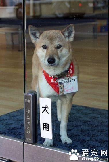 这条看门狗会帮你开门 因为它有狗狗专用自动门
