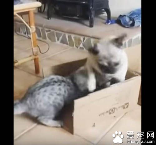 猫咪霸道不愿与巴哥分享纸箱