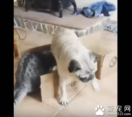 猫咪霸道不愿与巴哥分享纸箱