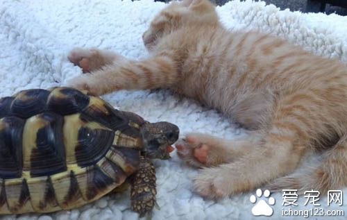猫咪肉球魅力无限大 连乌龟也难挡猫肉球的魅力