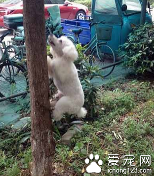 做一只会爬树的狗