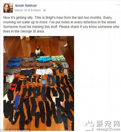 猫对人类的内衣裤和袜子有着偏执的喜好 变态的收藏