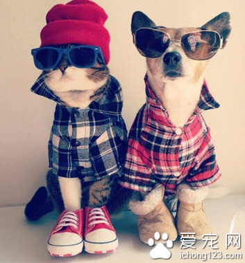 穿上情侣装的汪星人很有范嘛