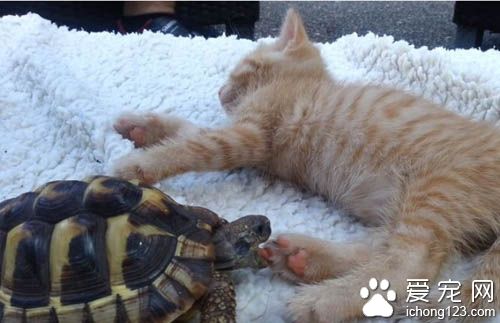 猫咪肉球魅力无限大 连乌龟也难挡猫肉球的魅力