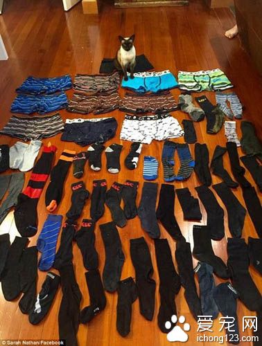 猫对人类的内衣裤和袜子有着偏执的喜好 变态的收藏