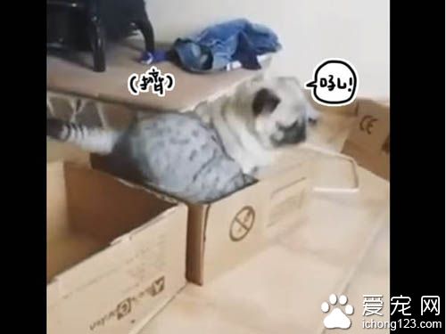 猫咪霸道不愿与巴哥分享纸箱