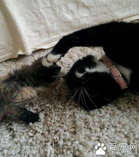 原本成为孤儿的花猫 现在得到兔妈妈与猫姐姐的爱