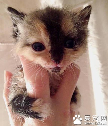 原本成为孤儿的花猫 现在得到兔妈妈与猫姐姐的爱