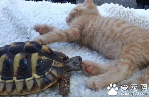 猫咪肉球魅力无限大 连乌龟也难挡猫肉球的魅力
