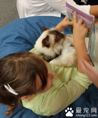 治疗猫陪伴小朋友朗读书籍 陪伴孩子们克服障碍！