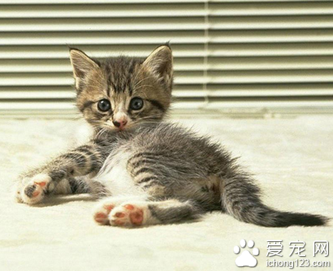 小猫几个月可以洗澡 至少三个月以上