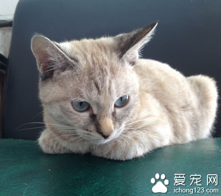 猫眼屎多怎么回事 可能是一些眼部疾病的表现