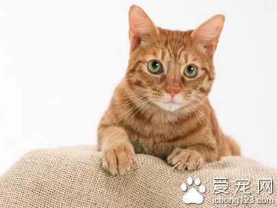 小猫抽搐的原因 猫咪抽搐也许是在做梦