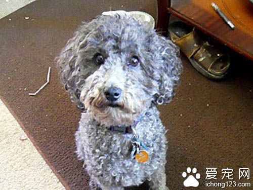 一只为忧郁症主人打气的服务犬 非常贴心