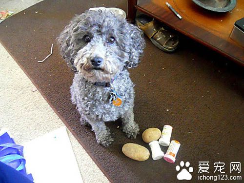 一只为忧郁症主人打气的服务犬 非常贴心