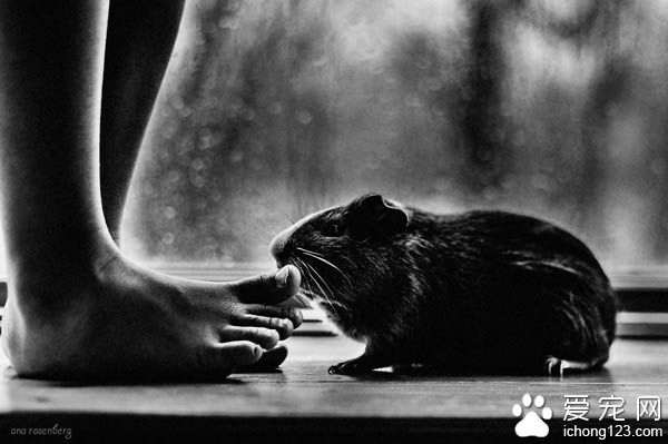 妈妈拍下儿子与宠物猫的互动 整张照片充满爱