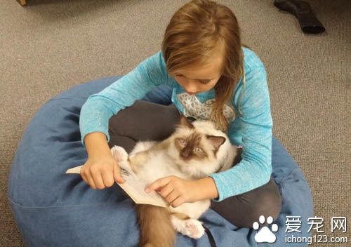 治疗猫陪伴小朋友朗读书籍 陪伴孩子们克服障碍！