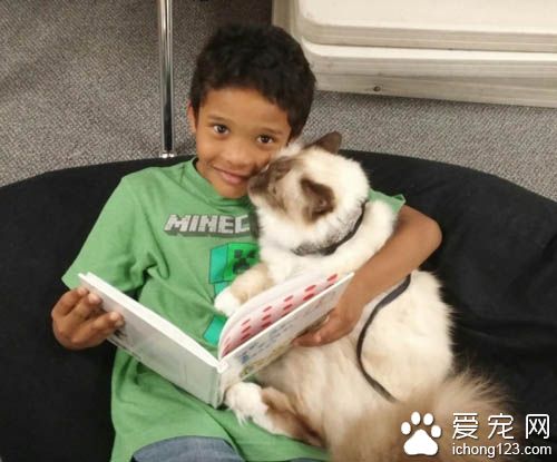 治疗猫陪伴小朋友朗读书籍 陪伴孩子们克服障碍！