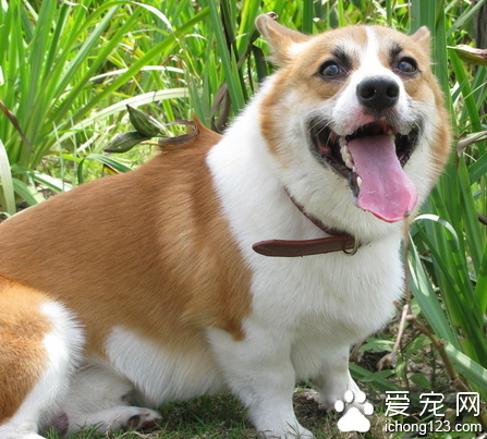 狗怀胎几个月 狗的妊娠期为58~64天