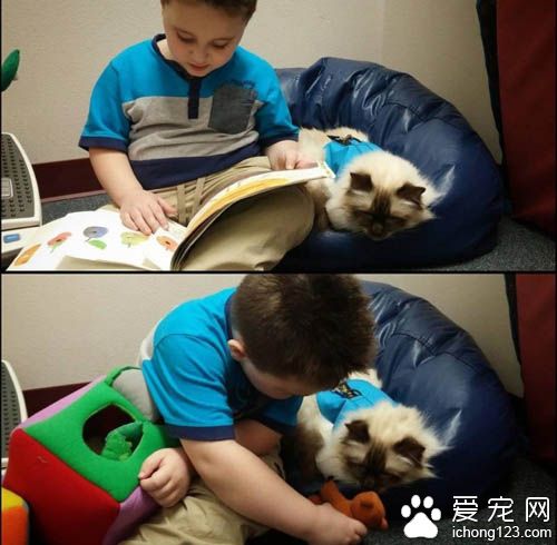 治疗猫陪伴小朋友朗读书籍 陪伴孩子们克服障碍！