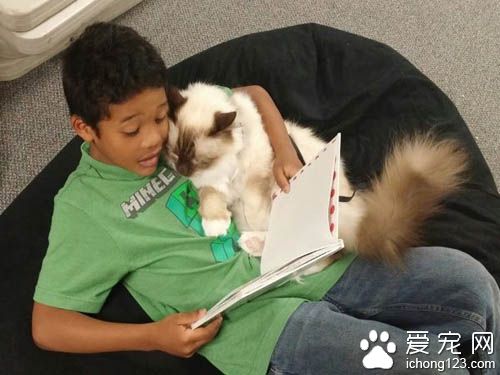 治疗猫陪伴小朋友朗读书籍 陪伴孩子们克服障碍！