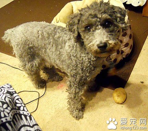 一只为忧郁症主人打气的服务犬 非常贴心